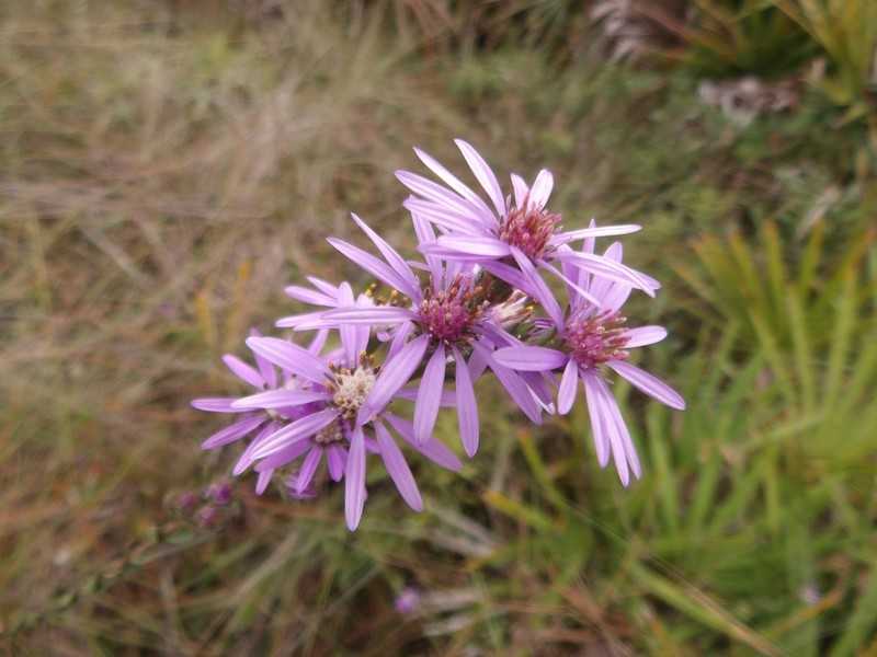 Eastern Silver Aster photo 8