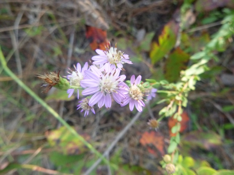 Eastern Silver Aster photo 3