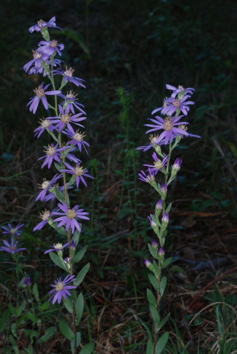 Eastern Silver Aster photo 4