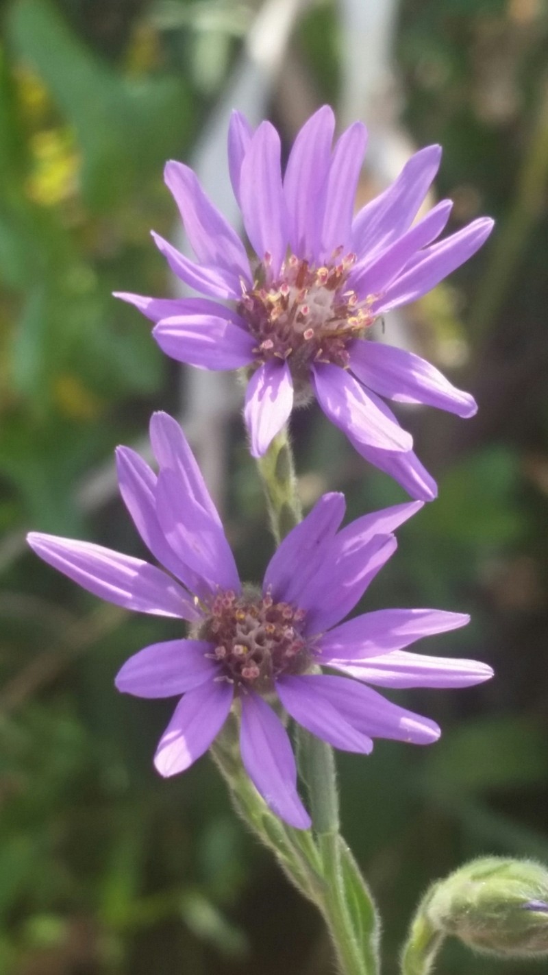 Eastern Silver Aster
