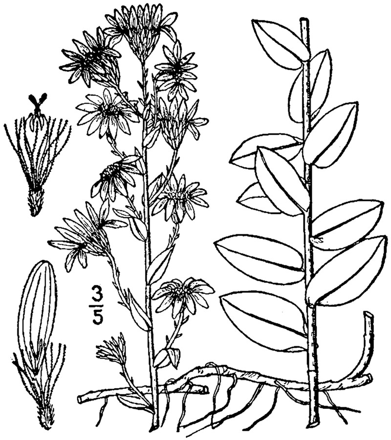 Eastern Silver Aster photo 5