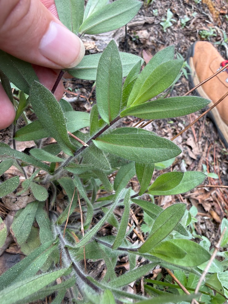 Symphyotrichum concolor var. concolor