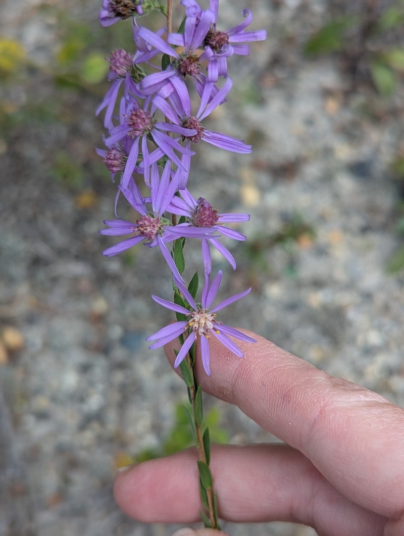 Symphyotrichum concolor var. concolor photo 6