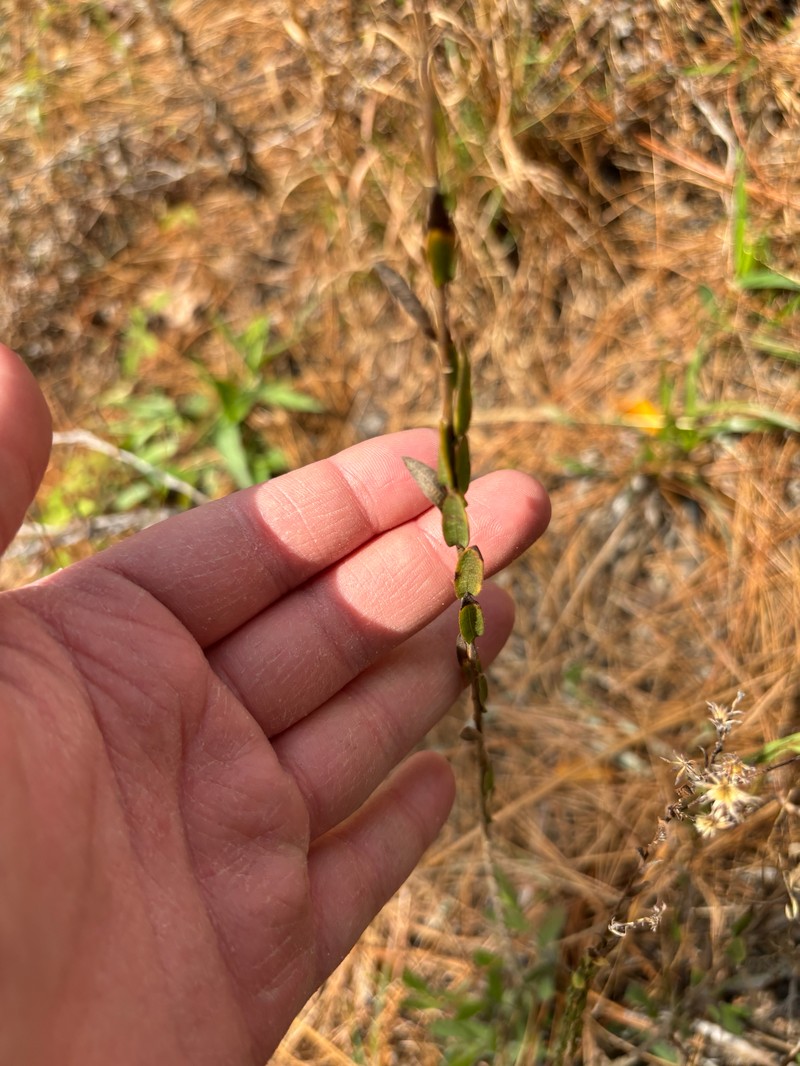 Symphyotrichum concolor var. devestitum