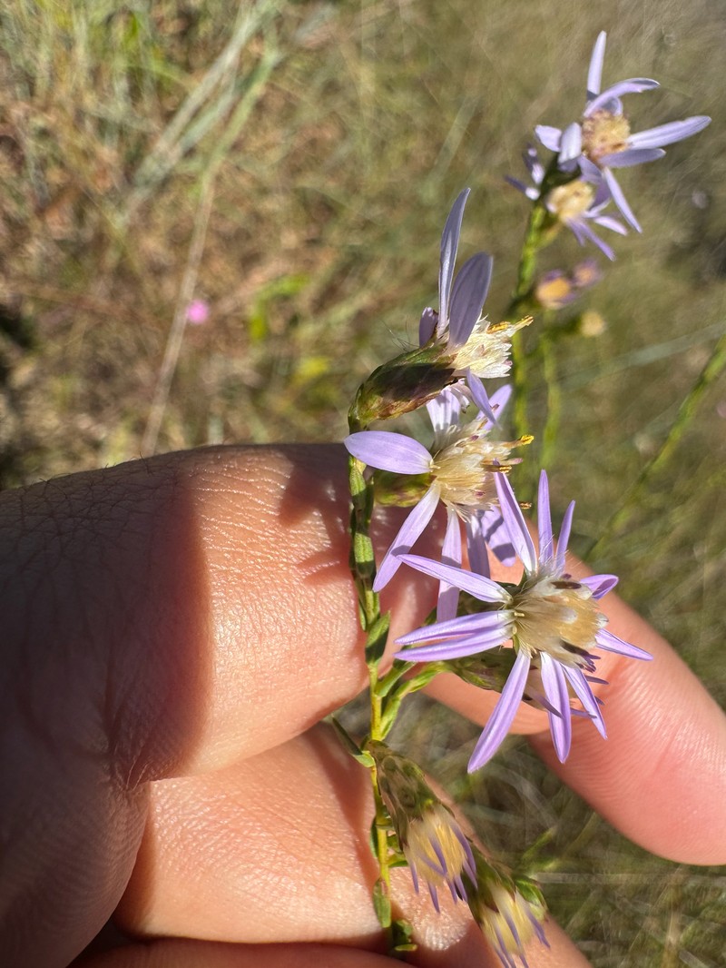 Symphyotrichum concolor var. devestitum photo 3