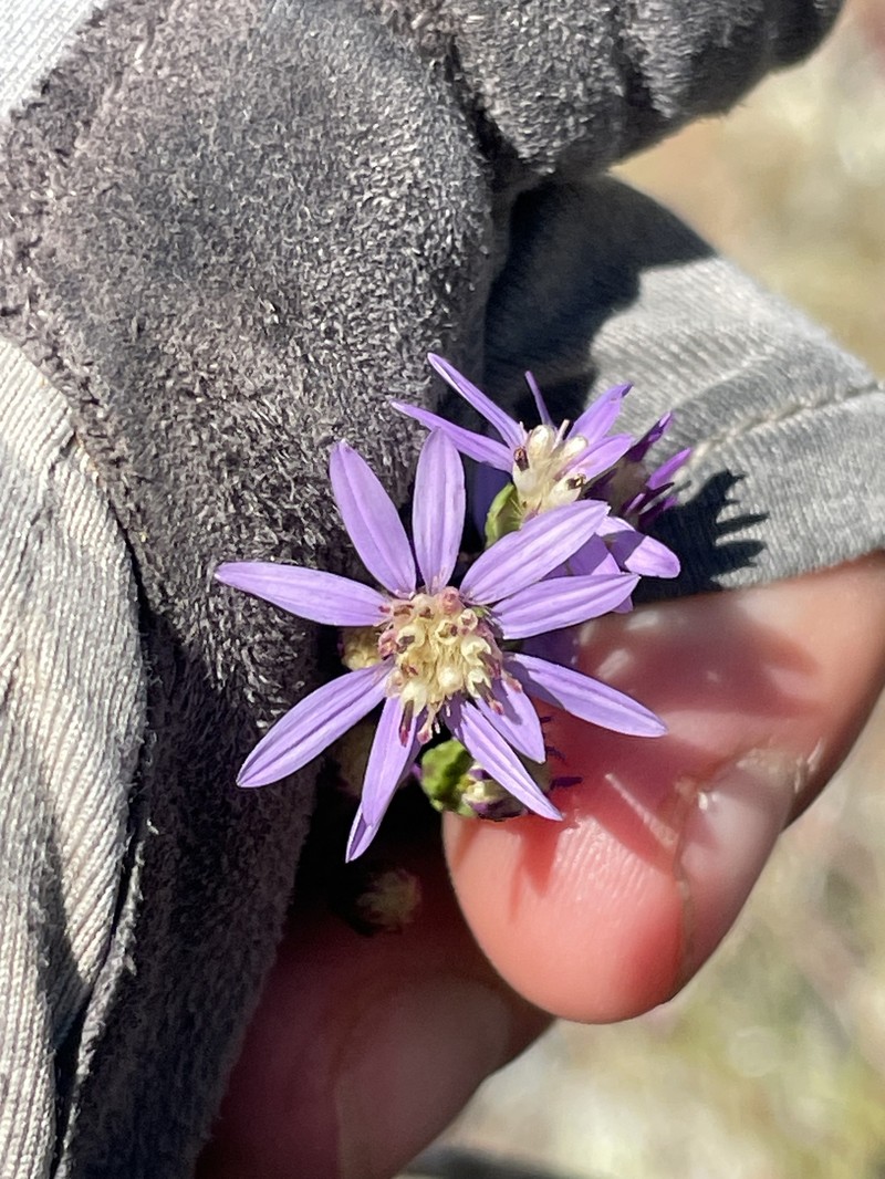 Symphyotrichum concolor var. devestitum photo 4
