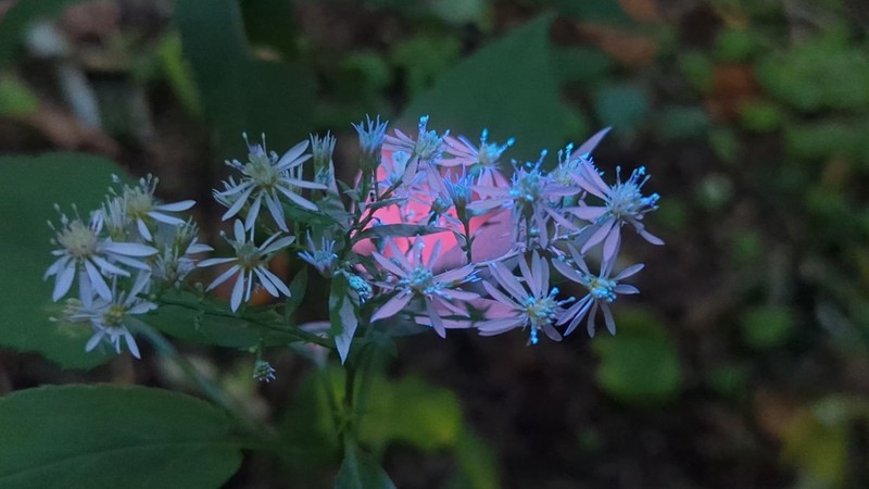 Common Blue Wood Aster photo 8
