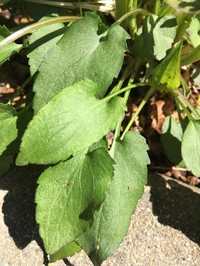 Lowrie's Blue Wood Aster