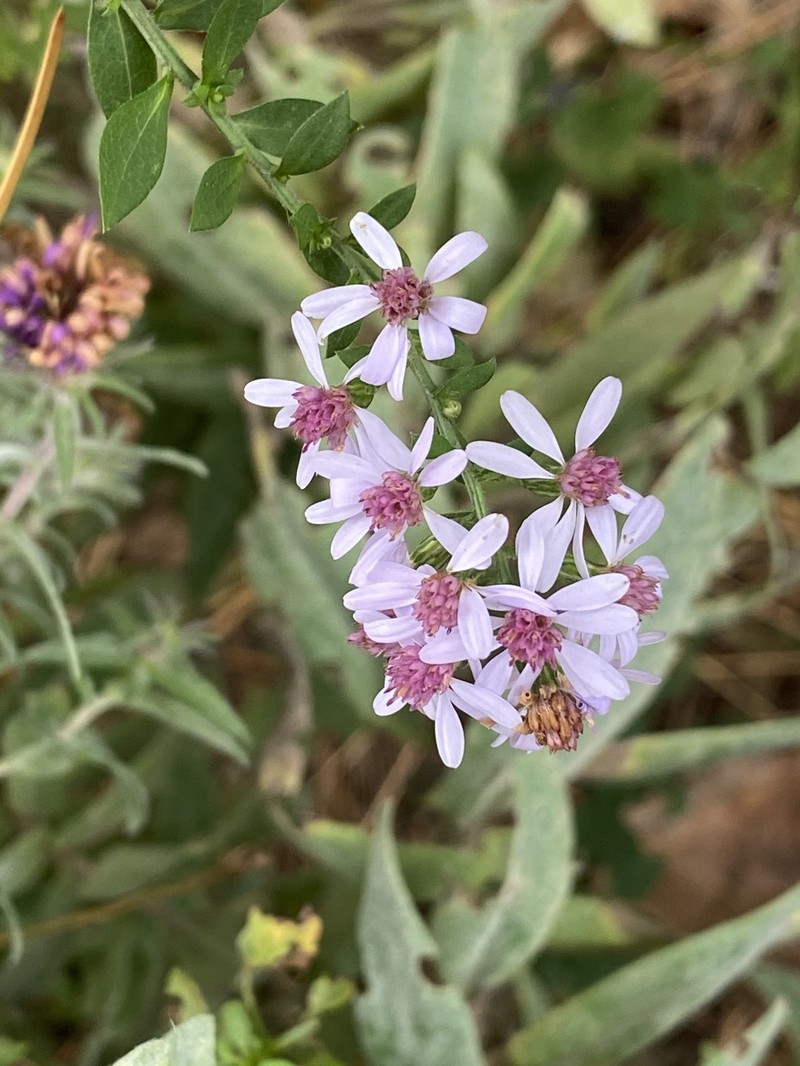 Common Blue Wood Aster photo 4
