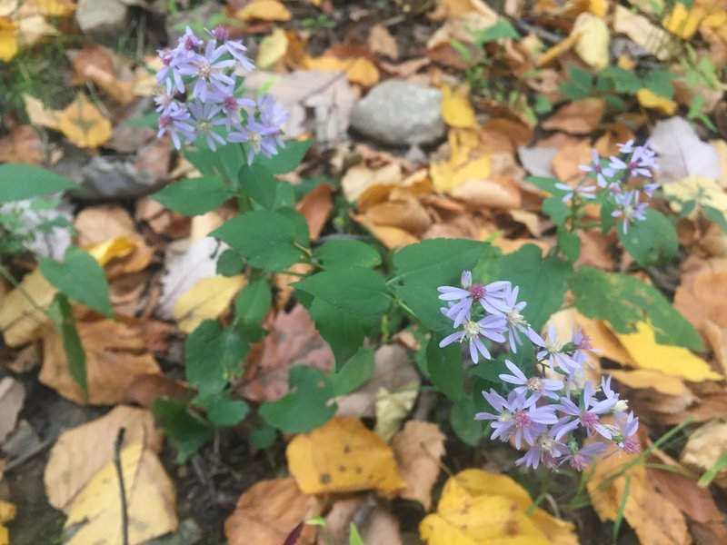 Common Blue Wood Aster photo 7
