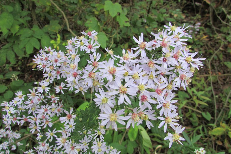 Common Blue Wood Aster photo 2