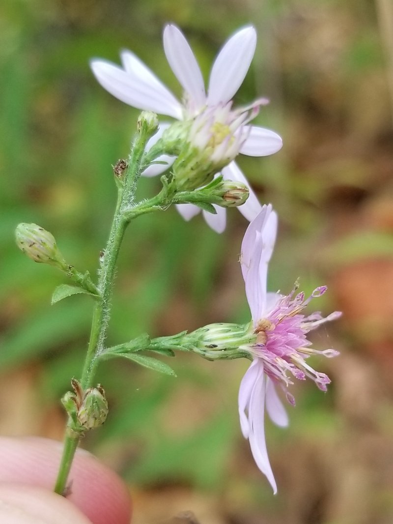 Common Blue Wood Aster photo 8