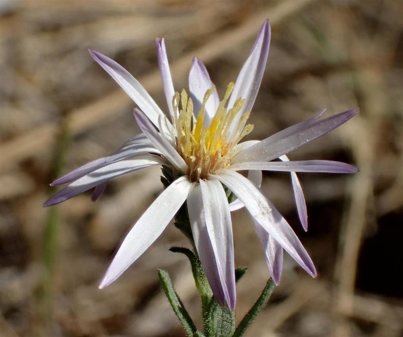 San Bernardino Aster photo 8