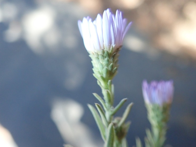San Bernardino Aster photo 3