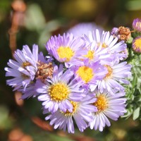 San Bernardino Aster