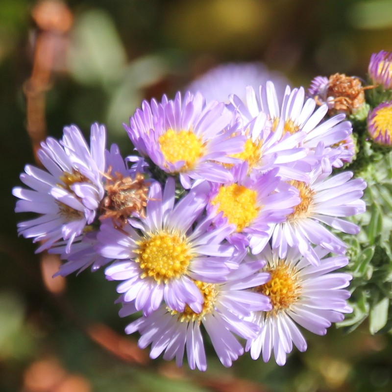 San Bernardino Aster