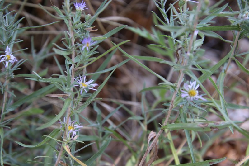 San Bernardino Aster photo 8