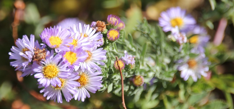 San Bernardino Aster photo 5
