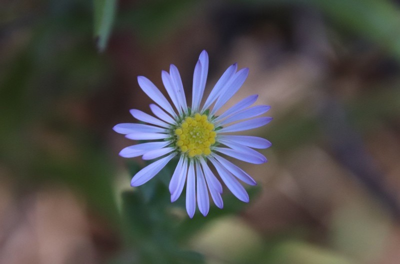 San Bernardino Aster photo 6