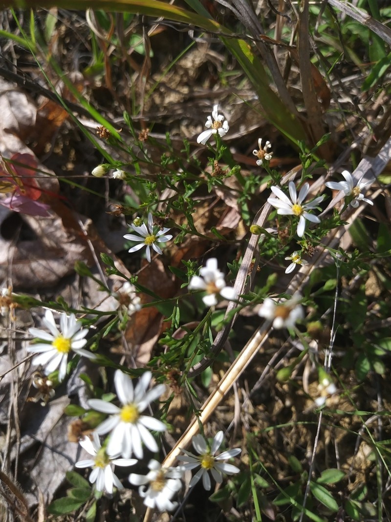 Serpentine Aster photo 6