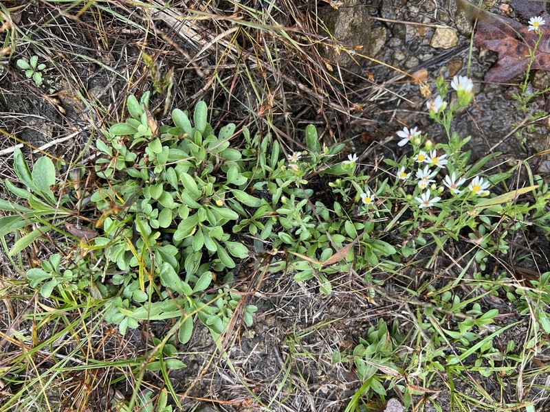 Serpentine Aster photo 7
