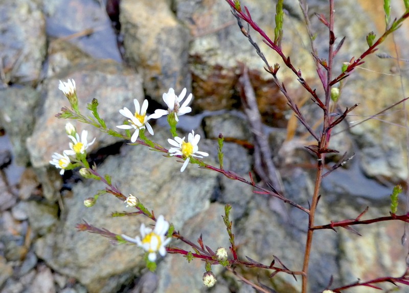 Serpentine Aster photo 8
