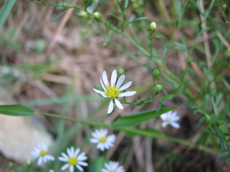 Serpentine Aster photo 5
