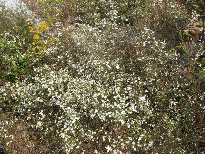 Serpentine Aster photo 6