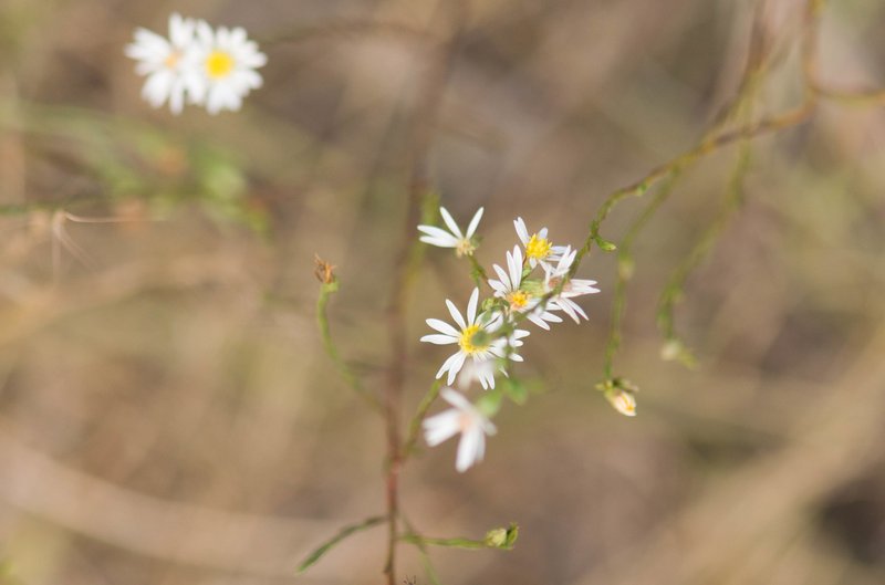 Serpentine Aster photo 7