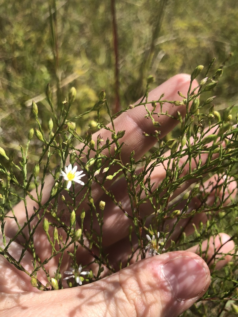 Serpentine Aster photo 2