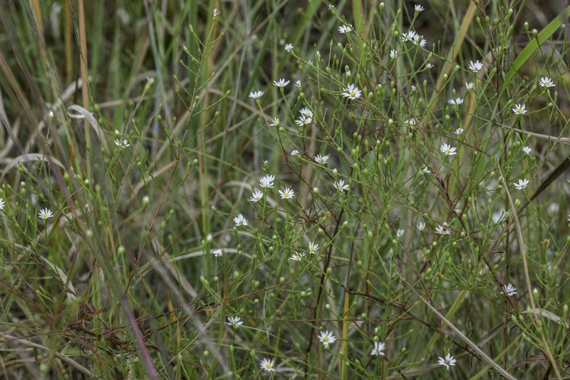 Serpentine Aster photo 3