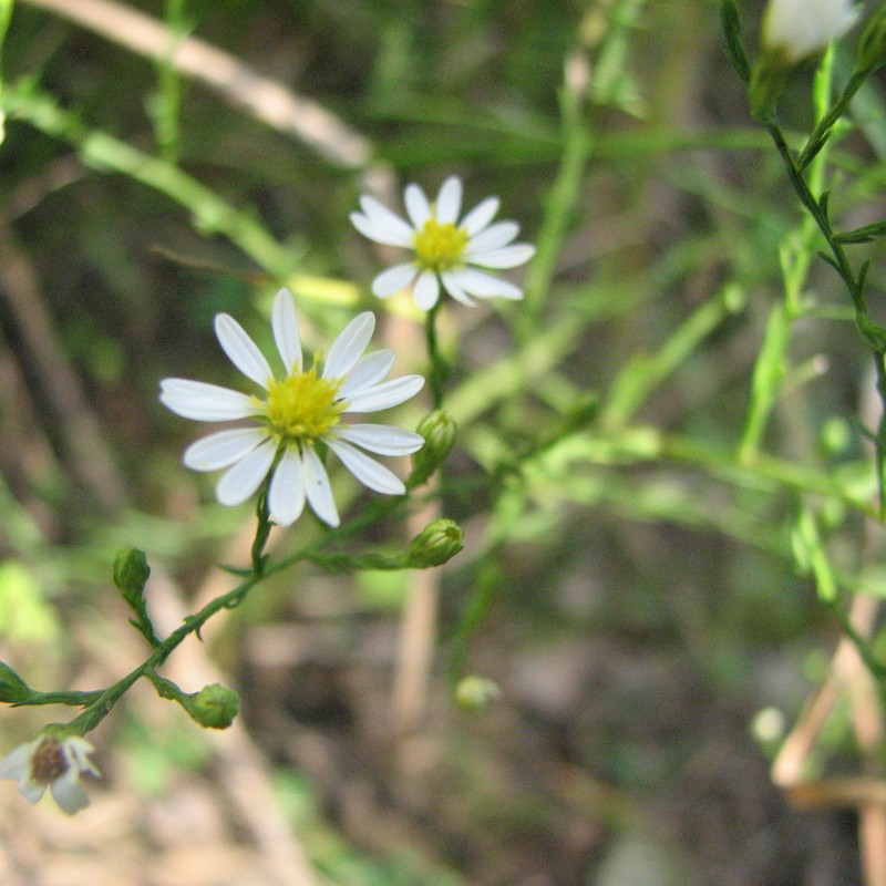 Serpentine Aster