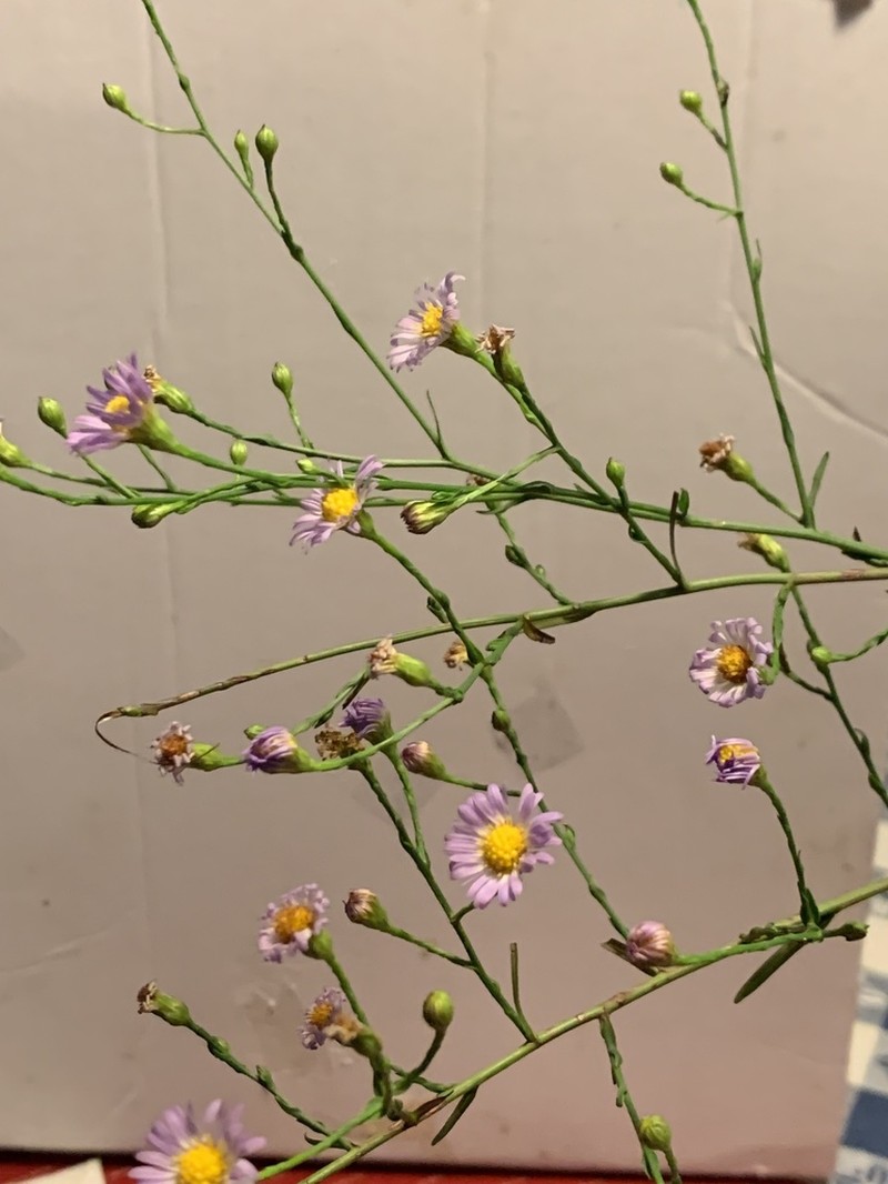 Southern Annual Saltmarsh Aster photo 3