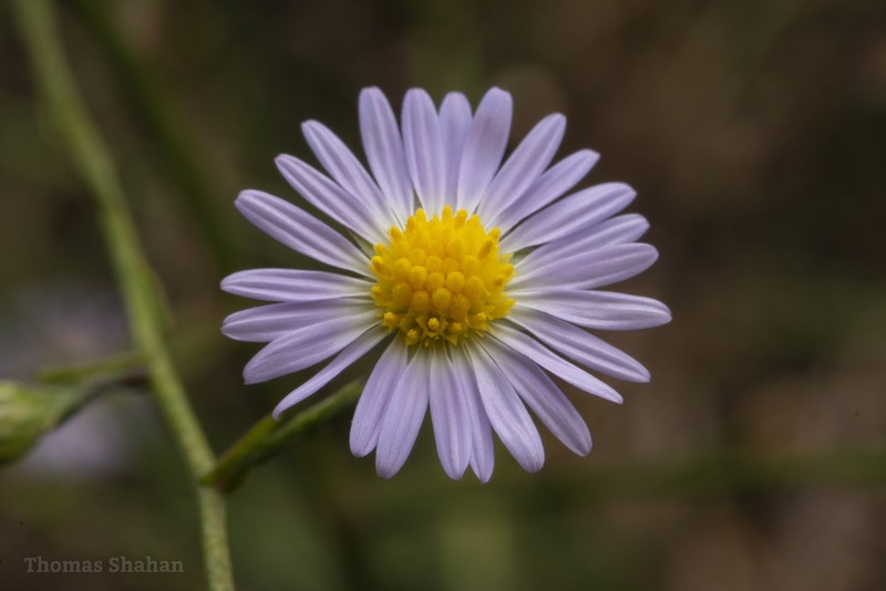 Southern Annual Saltmarsh Aster photo 4