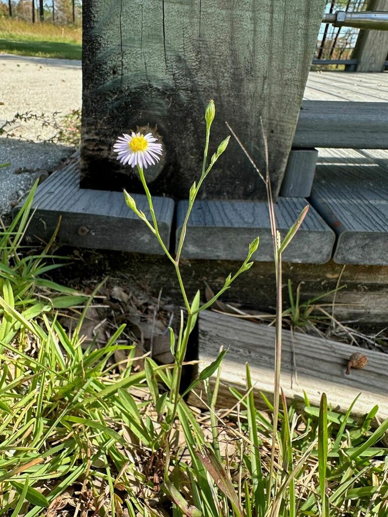 Southern Annual Saltmarsh Aster photo 5