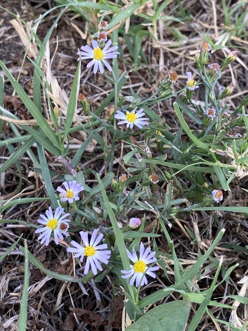 Southern Annual Saltmarsh Aster photo 6