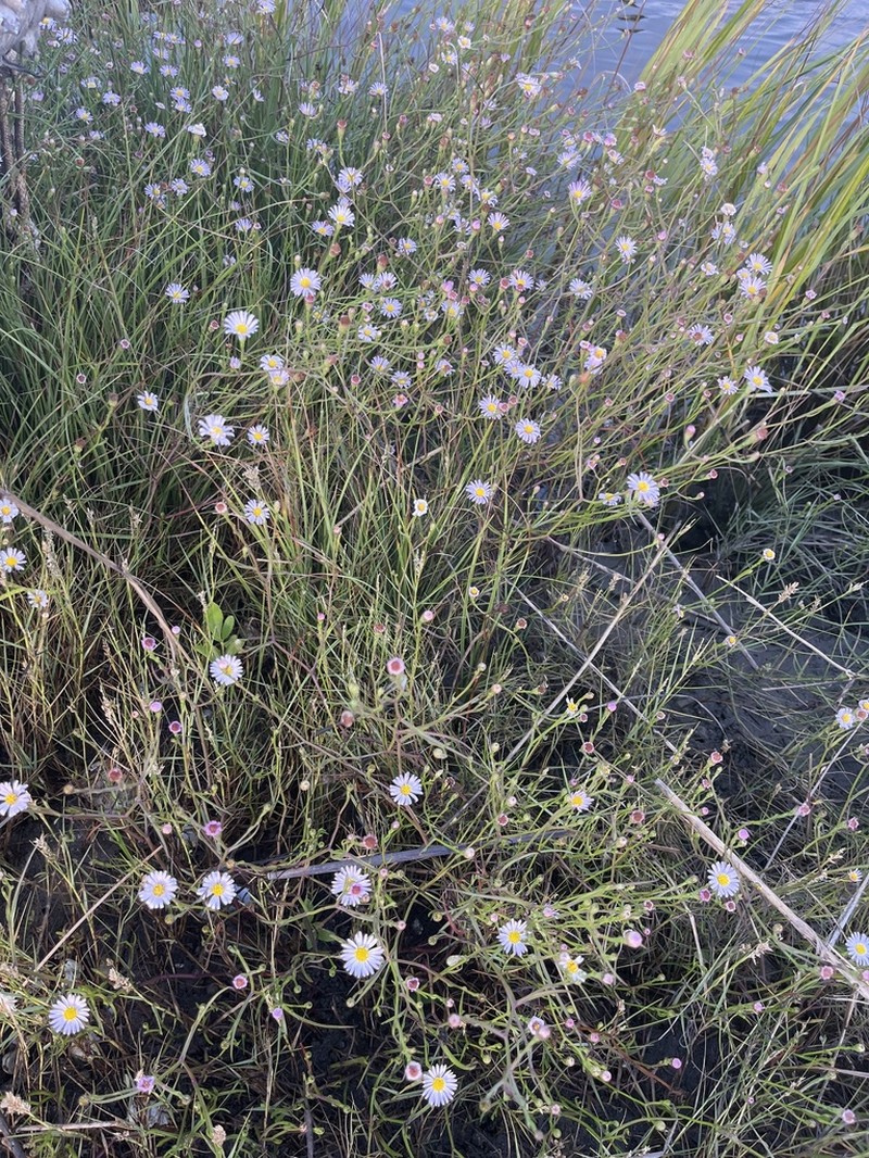 Southern Annual Saltmarsh Aster photo 7