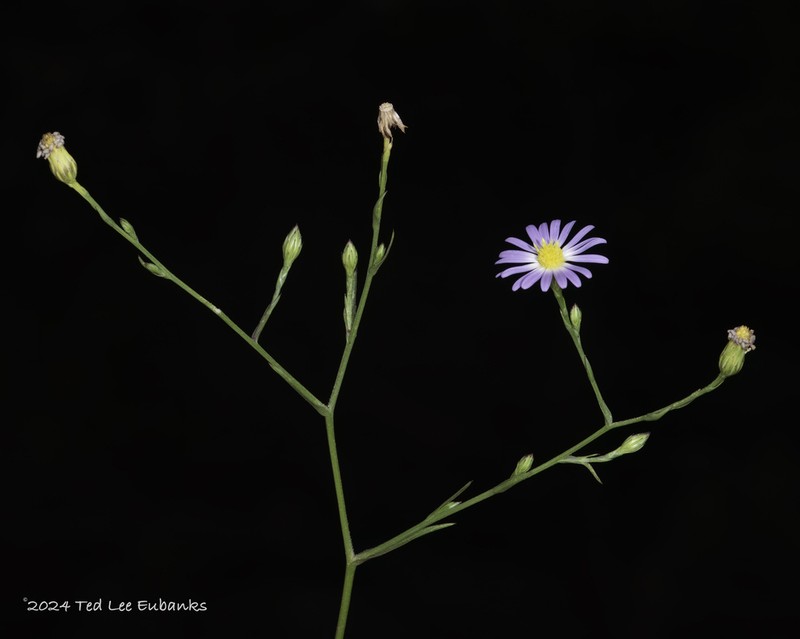 Southern Annual Saltmarsh Aster photo 8
