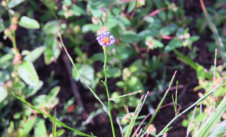 Southern Annual Saltmarsh Aster photo 2