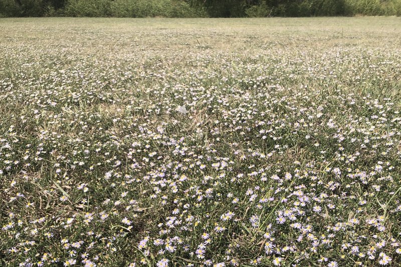 Southern Annual Saltmarsh Aster photo 6