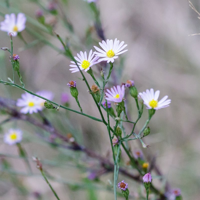Southern Annual Saltmarsh Aster