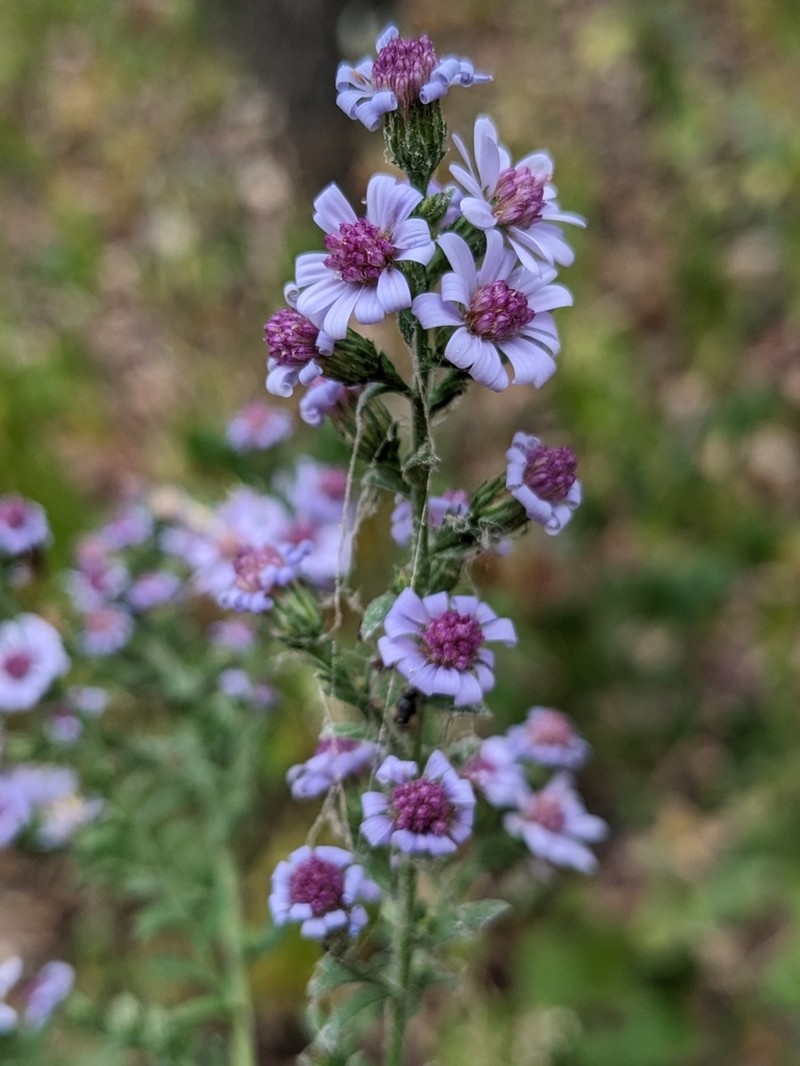 Drummond's Aster photo 7