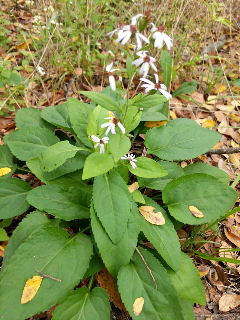 Drummond's Aster photo 5