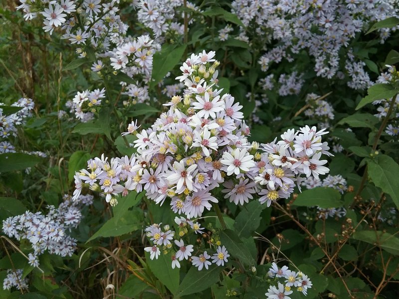 Drummond's Aster