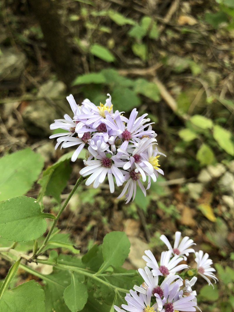 Drummond's Aster photo 6