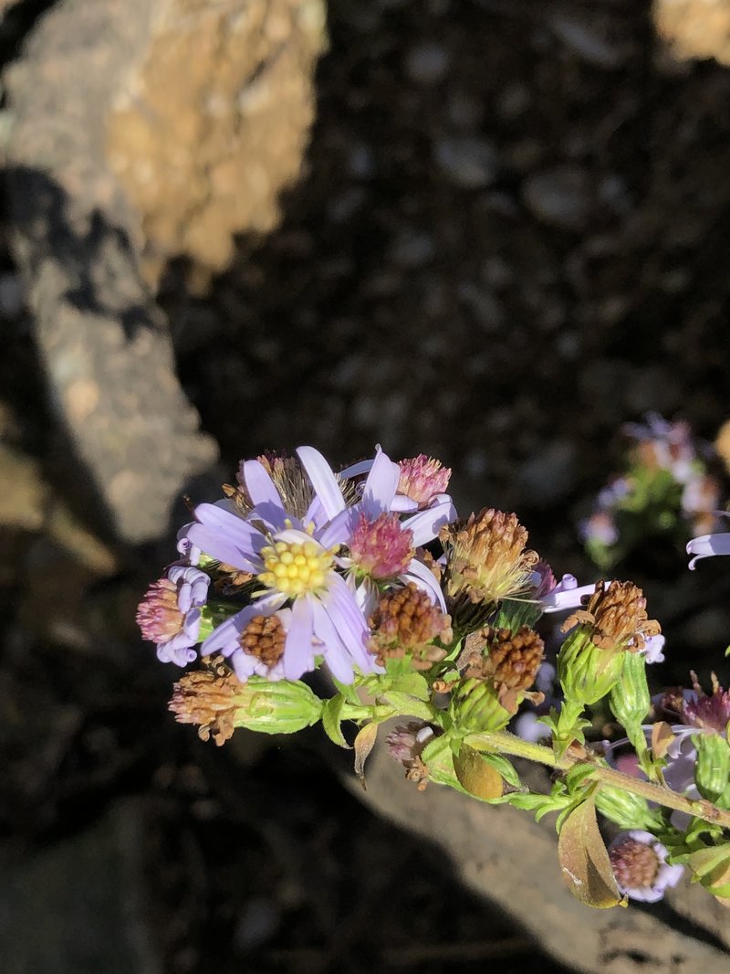 Drummond's Aster photo 7