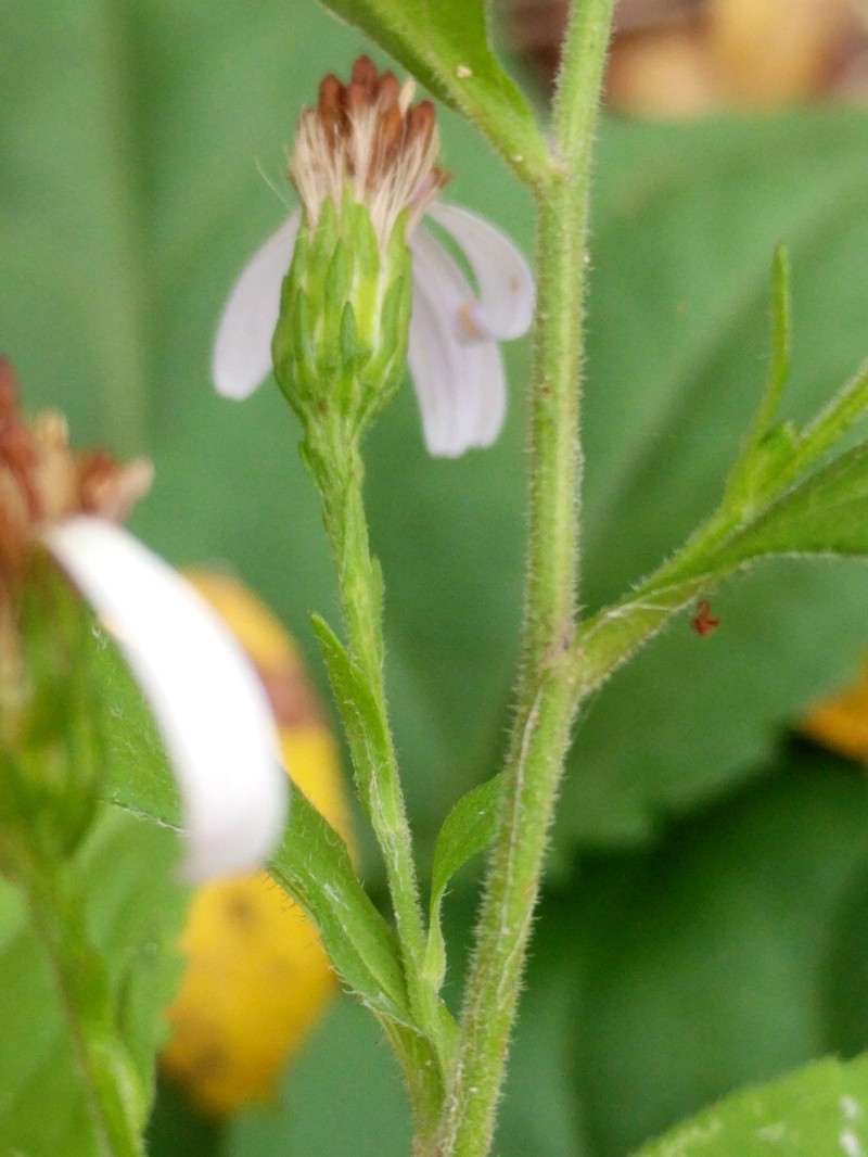 Drummond's Aster photo 2