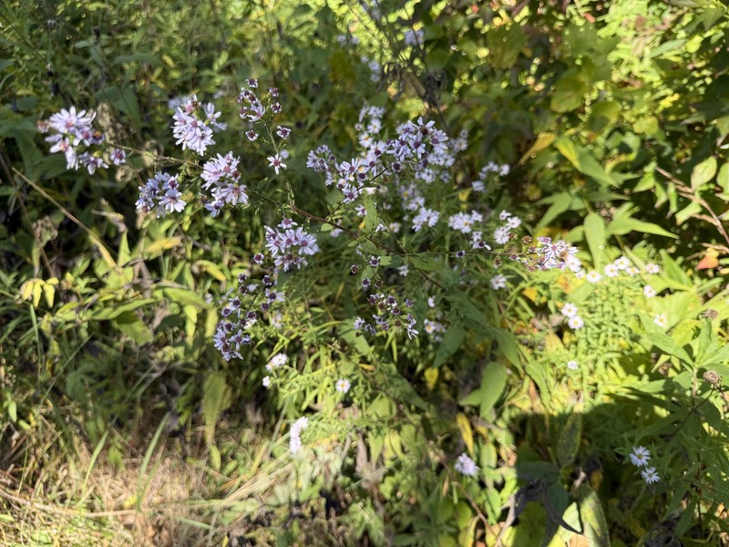 Symphyotrichum drummondii var. drummondii photo 2