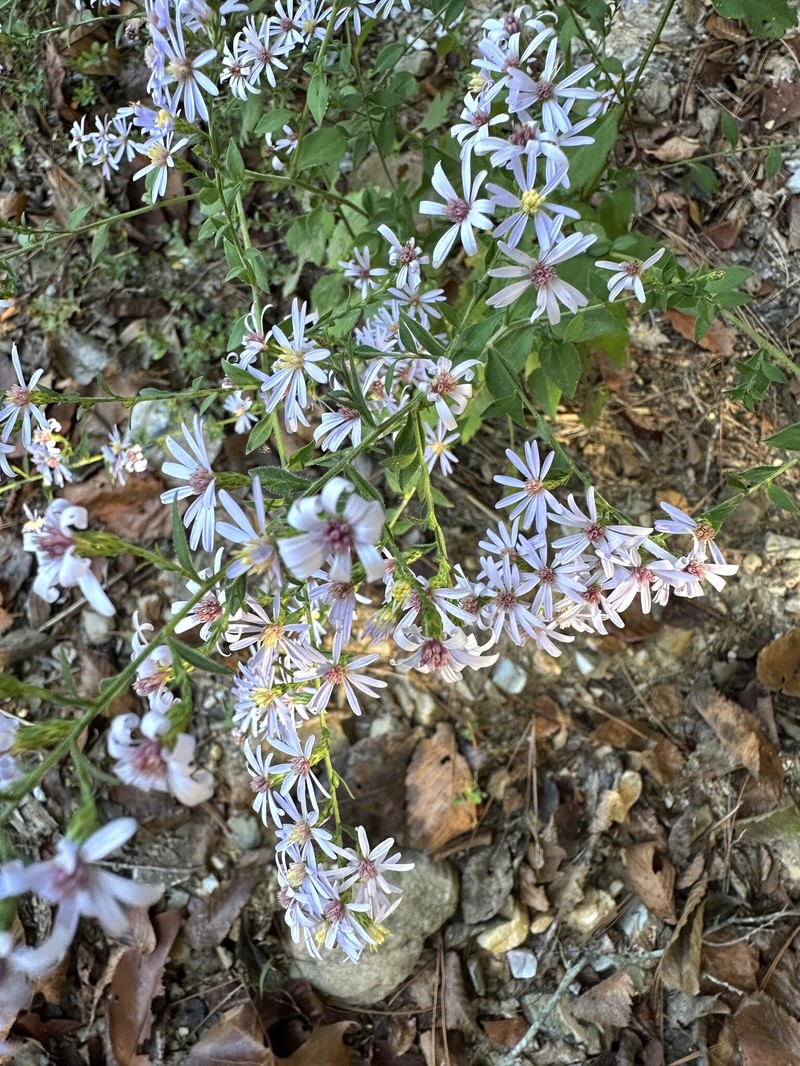 Symphyotrichum drummondii var. drummondii photo 3