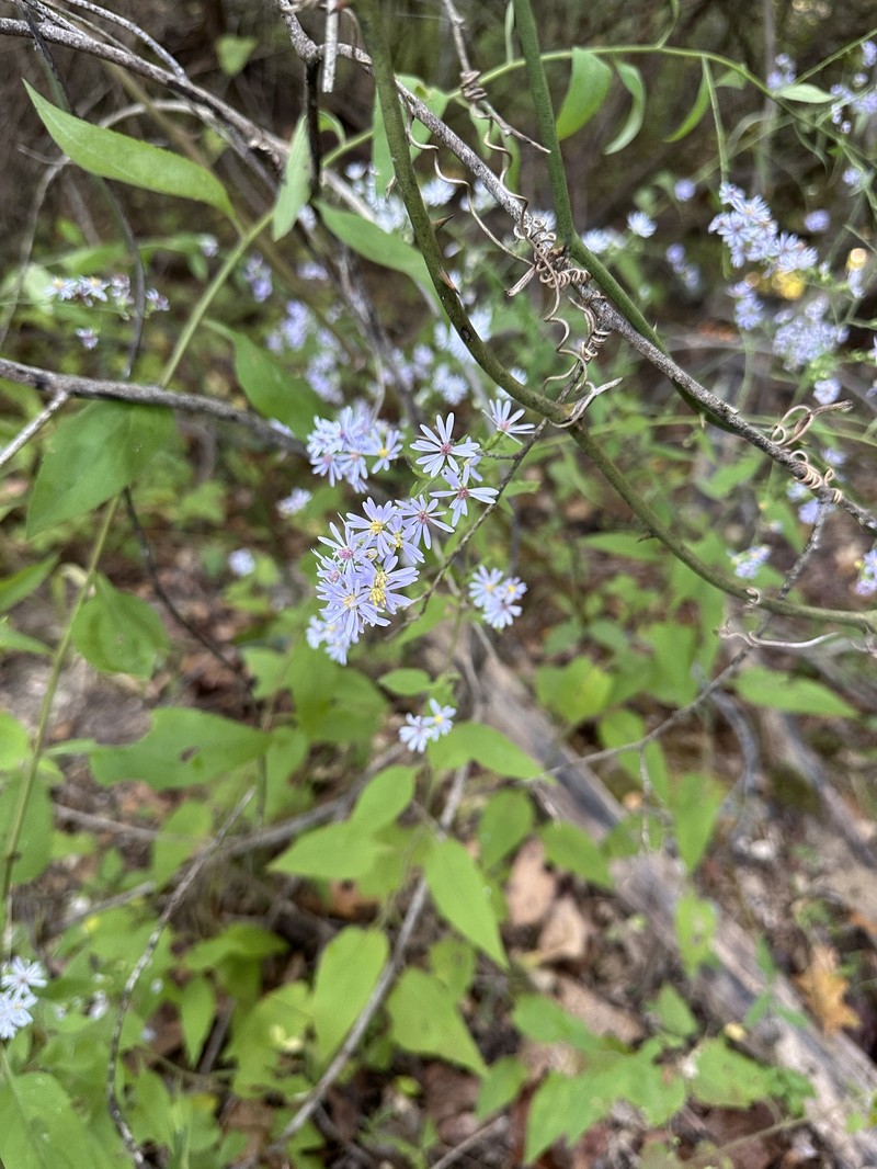 Symphyotrichum drummondii var. drummondii photo 4